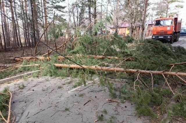    Ветер валил деревья. Фото: Администрация Красноярска