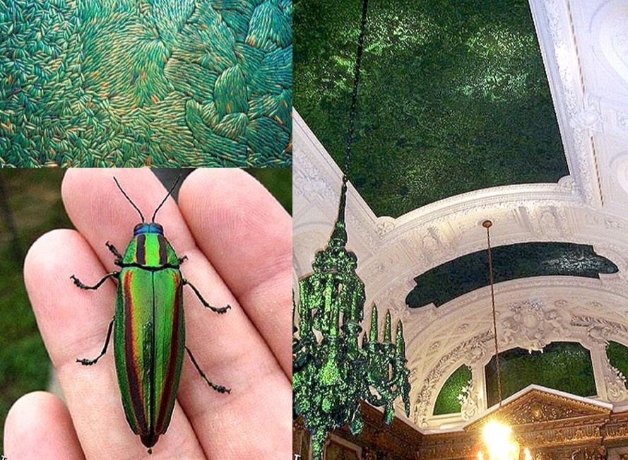 Фото https://www.zin.ru/ANIMALIA/COLEOPTERA/RUS/brussel1.htm