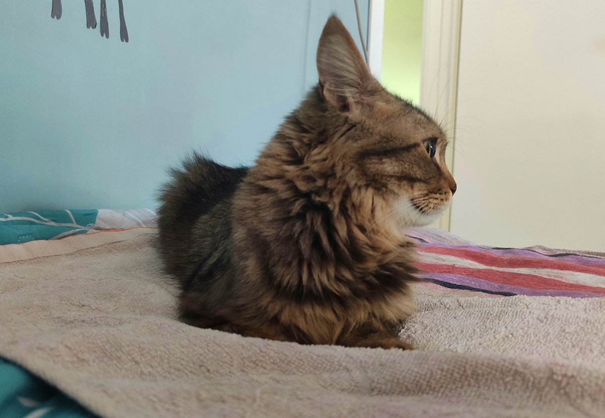 Кот Мася никак не может смириться с тем, что его на улицу гулять не пустили из-за какого-то несчастного урагана. Там от урагана-то - одно название! Всего-то у соседей профлист с крыши сорвало и мимо дома ветром пронесло