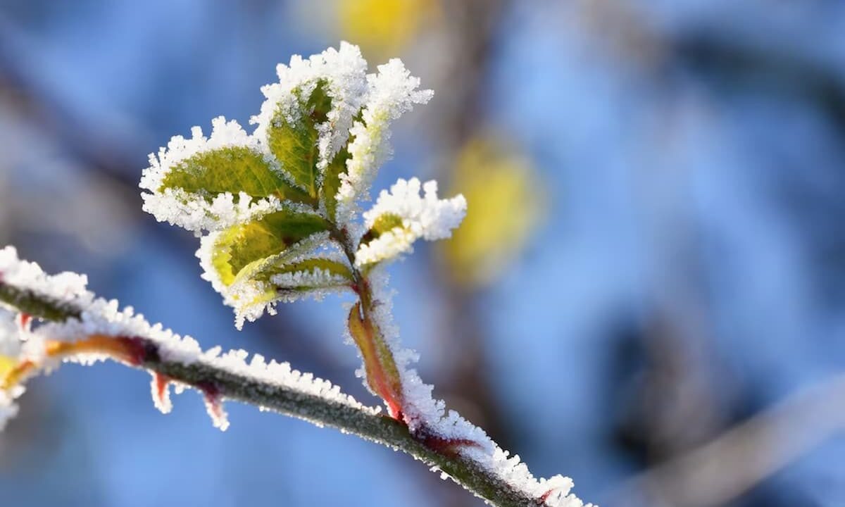    Фото freepik.com