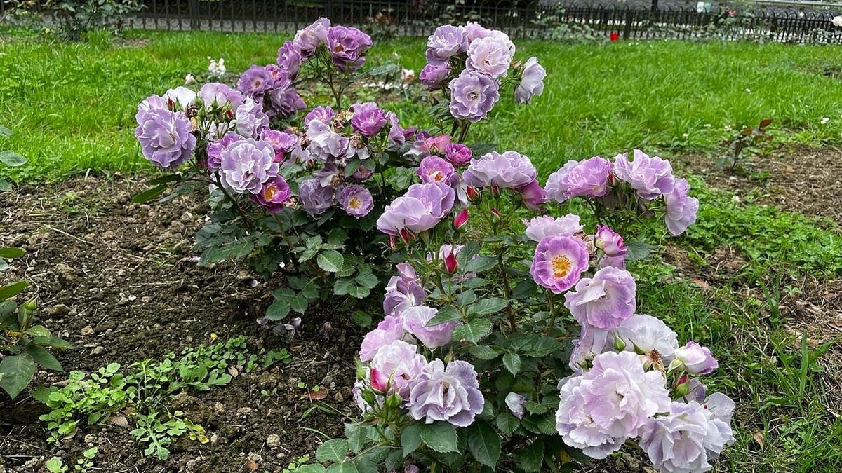    Фото: телеканал «Краснодар»