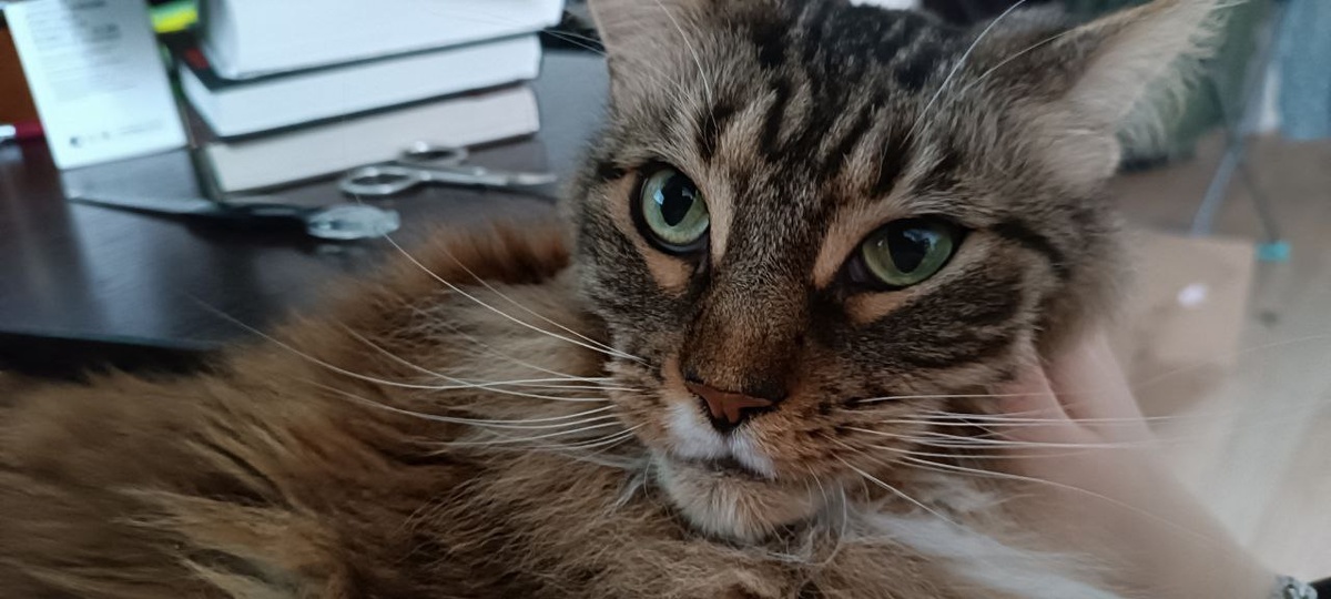 Во, лапой чешет её!