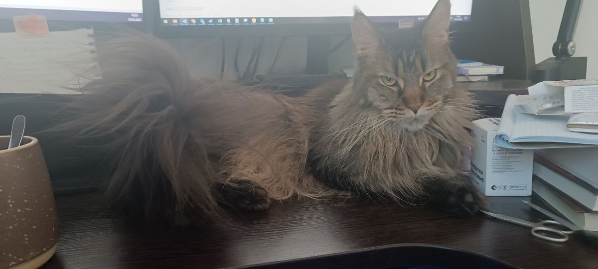 Лежу, мечтаю!