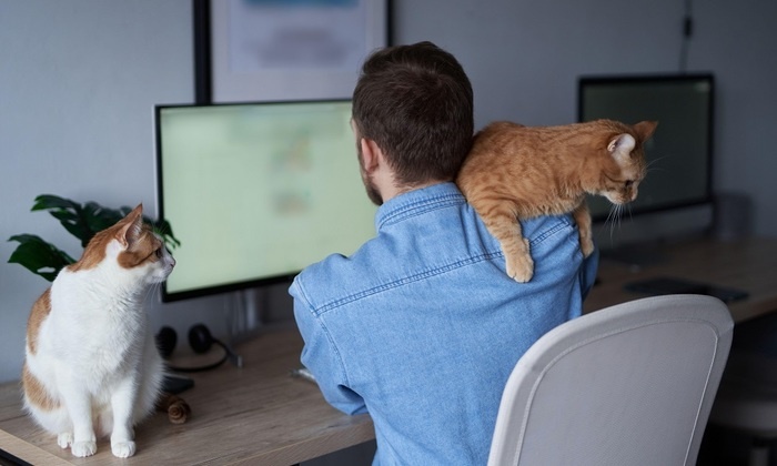    Вакансии мечты