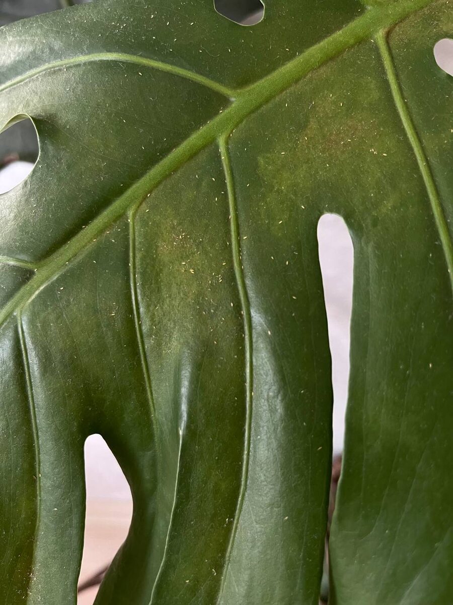 Это трипсы.