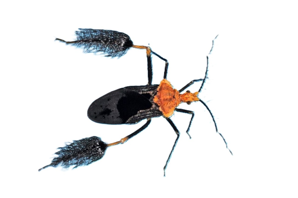 внешний вид клопа Птилокнемус лемур