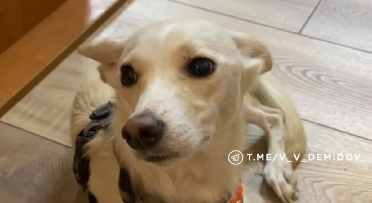     Источник: кадр из видео Telegram-канала «Мэрия Белгорода»