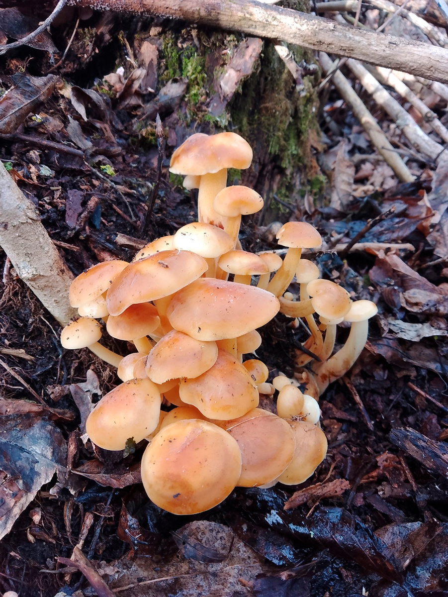 Засуха погубила много зимних опят. Фото: из личного архива / Инна Мартыненко.