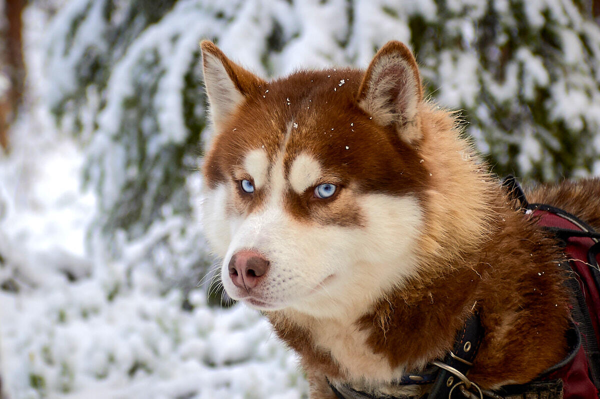 Хаски. Источник: Фотобанк Russia.travel