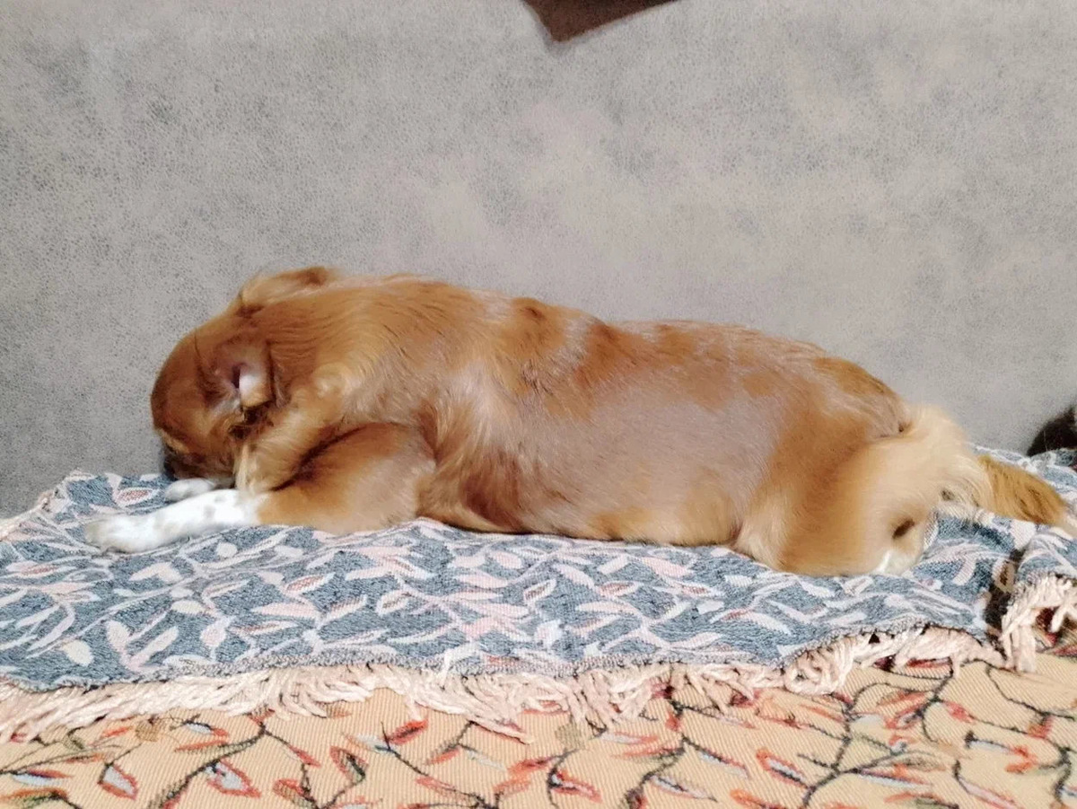 Спит нашла удобную позу.