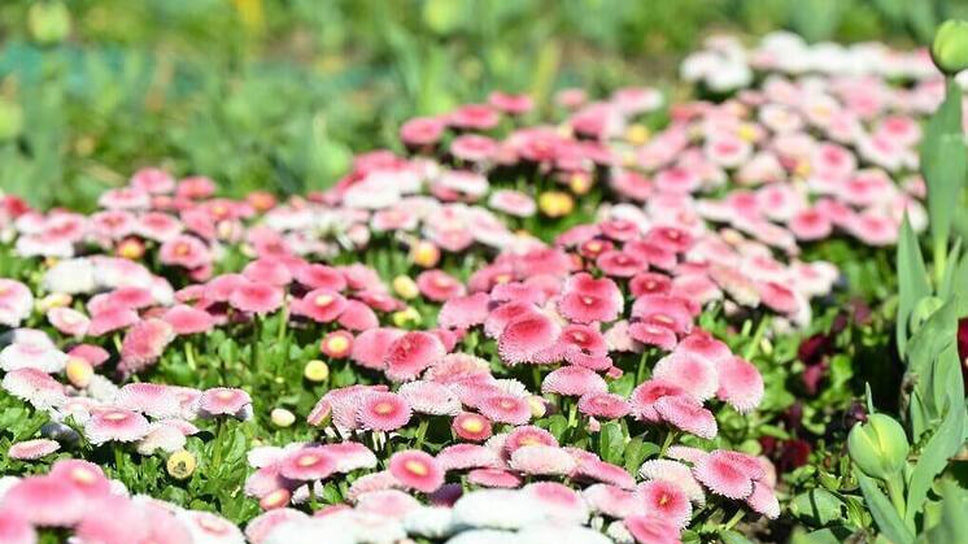 Фото: пресс-служба администрации Сочи