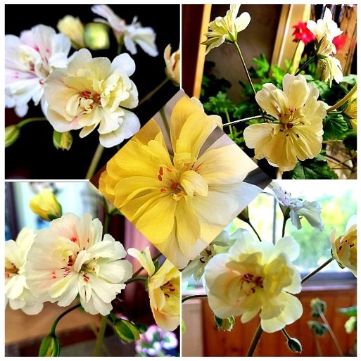 Первый год цветения. Ну красивица же! Как не хочется избавляться от неё!