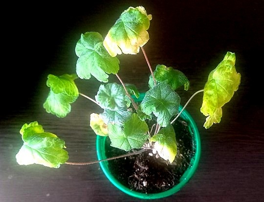 Это первый кустик. Чуть загнутые книзу листья - это по сорту. А вот желтизна меня волнует.