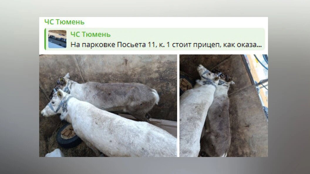    ФОТО: телеграм-канал "ЧС Тюмень".