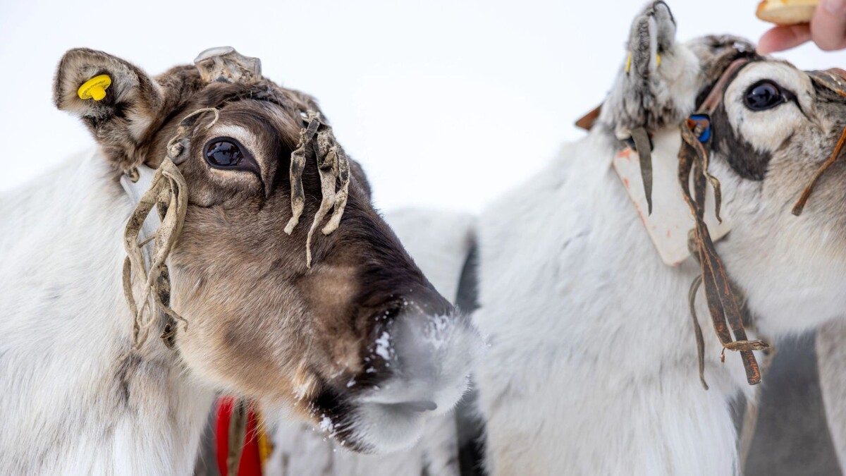    Фото: Федор Воронов/«Ямал-Медиа»