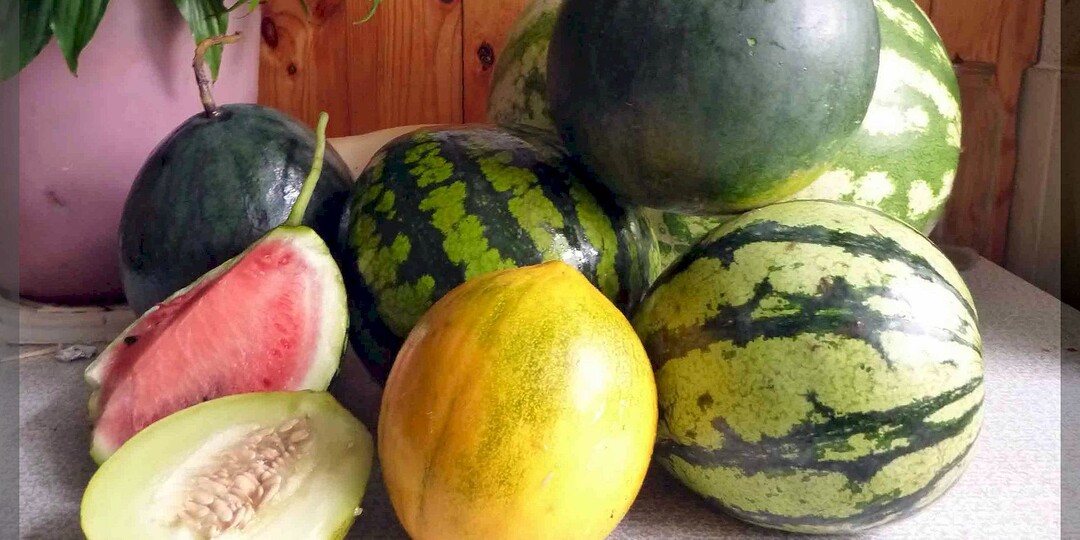 Секреты сладких арбузов и дынь в средней полосе: важные нюансы выращивания арбузов и дынь в нетипичных для них условиях