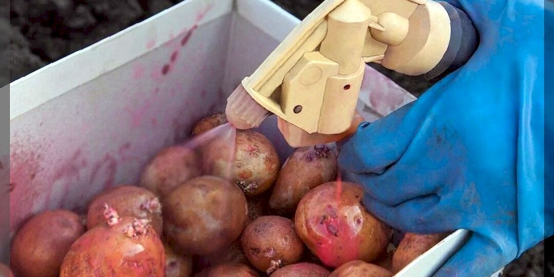 Как вырастить красивый картофель, который будет здоровый и снаружи и внутри