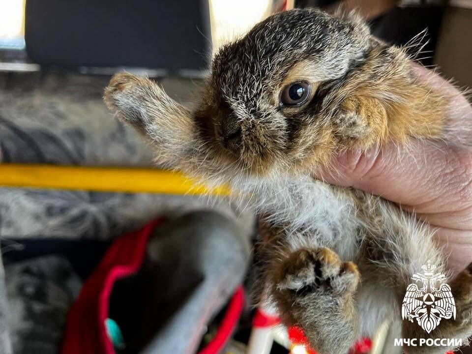   Спасенный зайчик. Источник: МЧС Кемеровской области