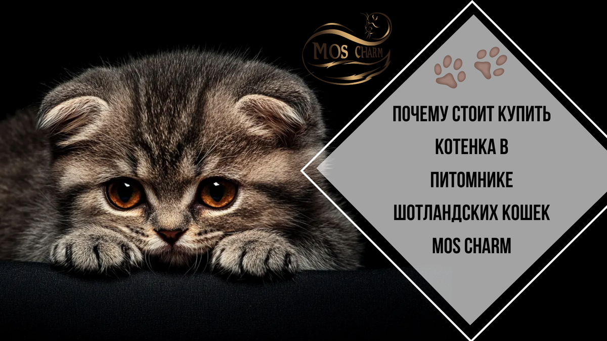 Выбирая котенка у нас, вы получаете не только красавца с уникальным характером, но и уверенность в том, что он выращен в любви и комфорте.