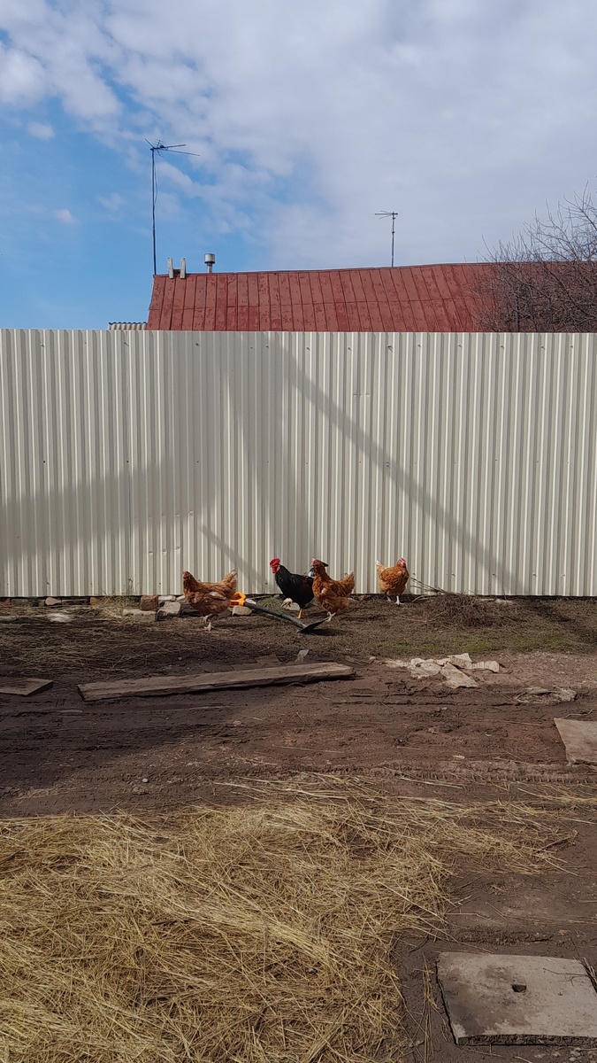 Наши первые куры