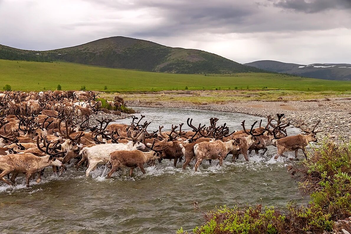 Лето на Чукотке. Фото: ybis.ru. 