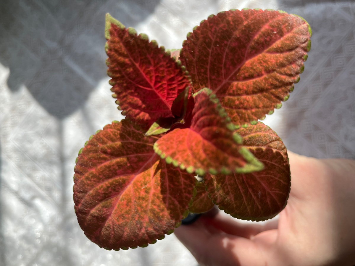 Один из счастливчиков, уехавших в новую жизнь