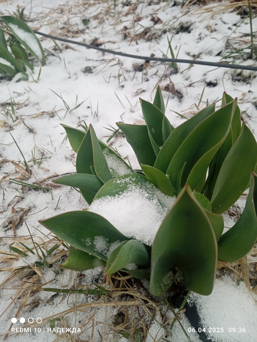 Эти тюльпаны растут в виктории. Они друг другу не мешают. Сначала цветут тюльпаны, потом виктория просыпается