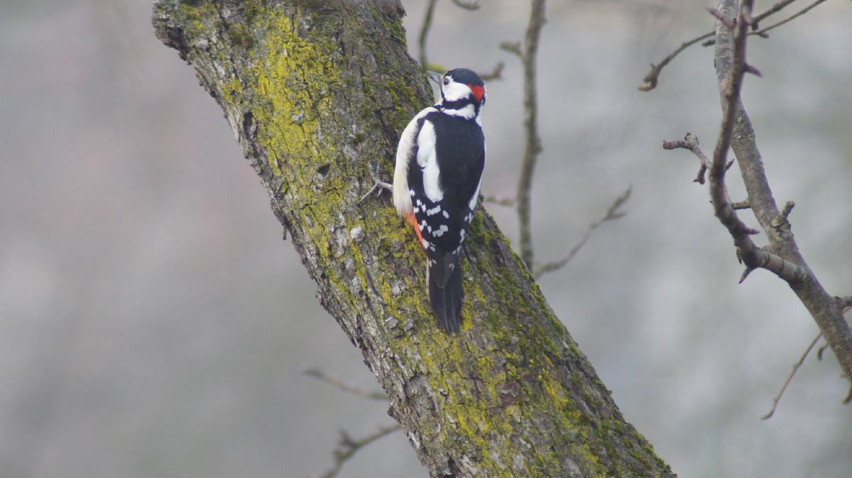 Пестрый дятел
