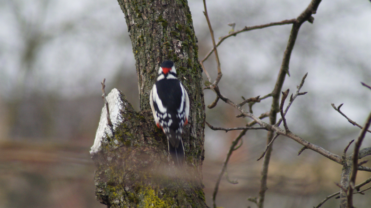 Самец Пестрого дятла