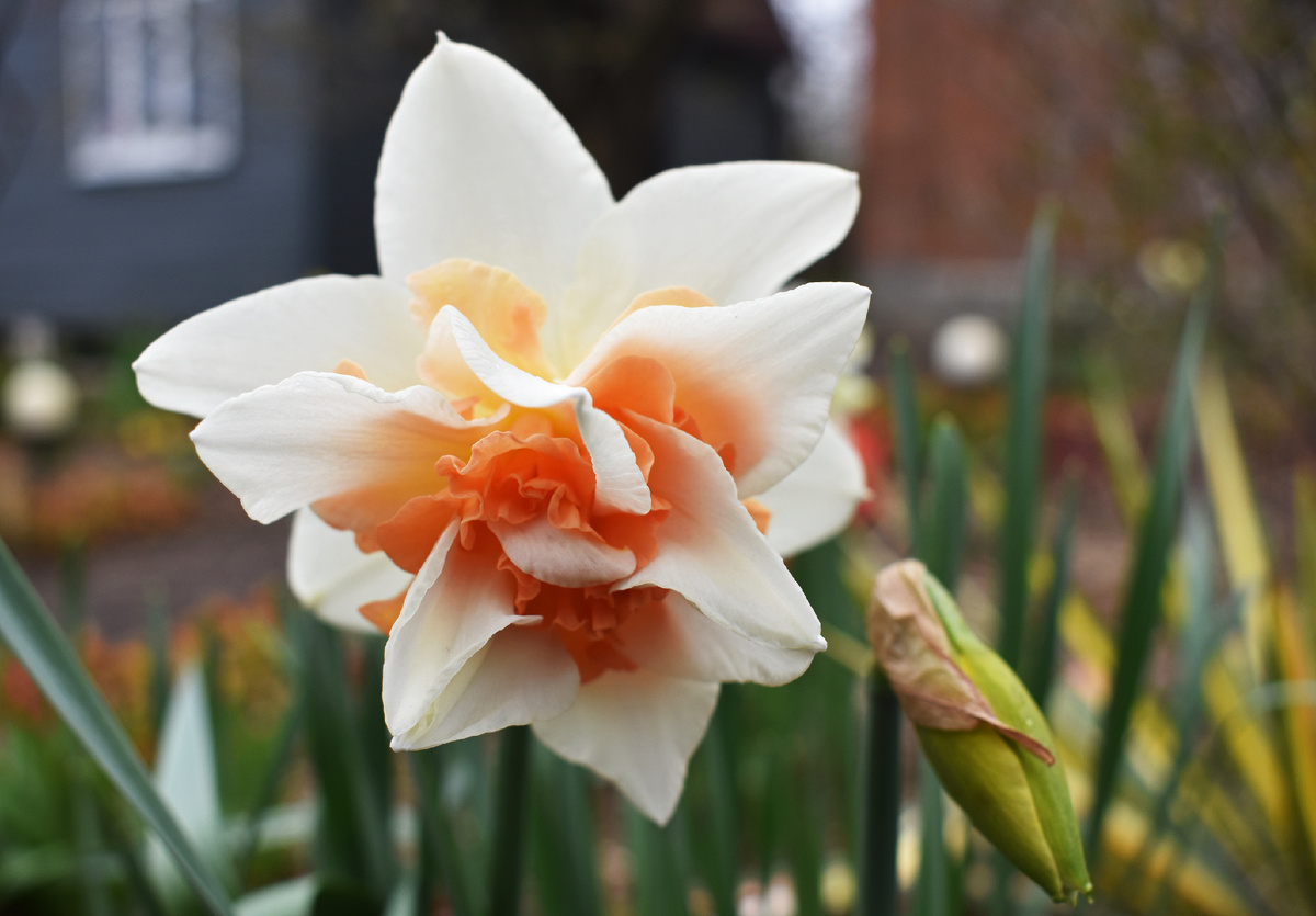 Вот такой цветок. Серединка лососевая. Хотя на фото больше оранжевого.