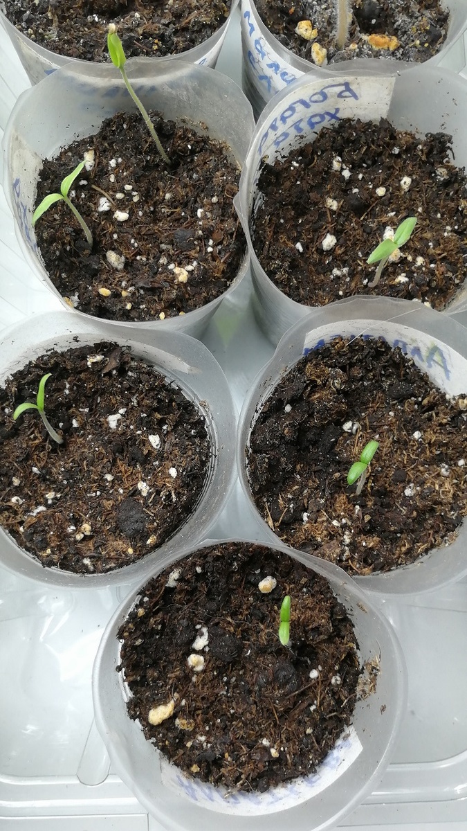 Мои помидорчики))