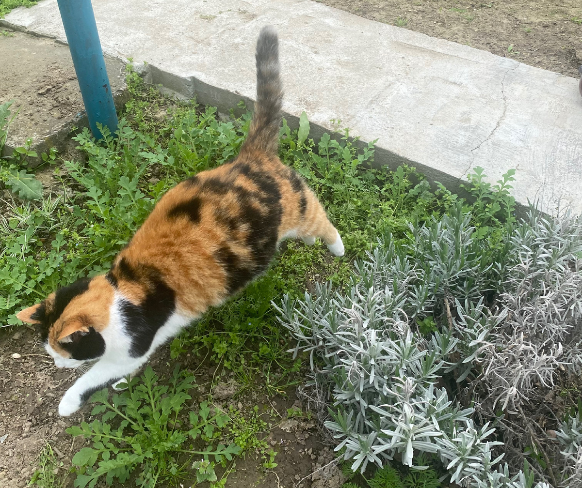 Беременная кошка прыгает и бегает по огороду