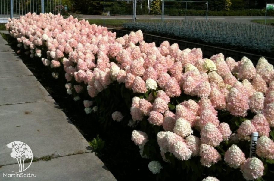 Гортензия метельчатая Magical Sweet Summer