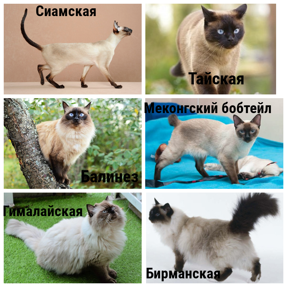 Фотографии из открытых источников в интернете