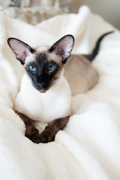 Сиамская кошка. Фотография из открытых источников в интернете 