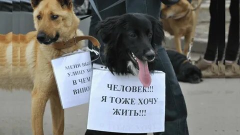 Из интернета