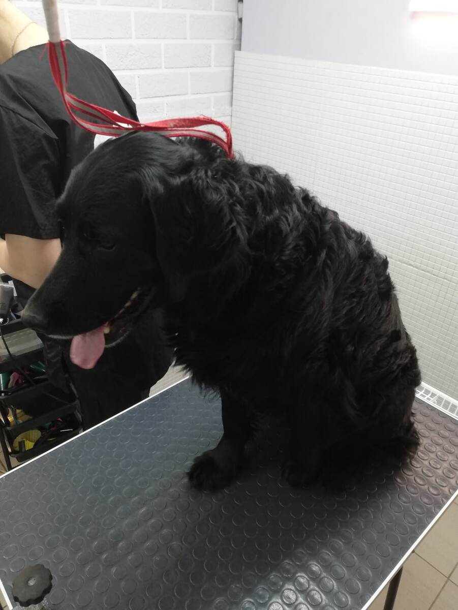 Пришлось терпеть стрижку....