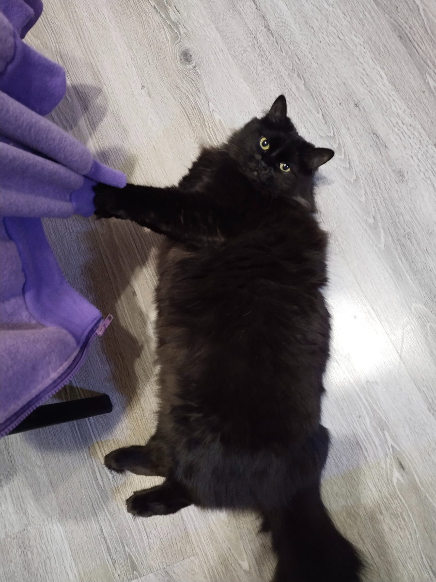 Митинговая!!! Мяв!