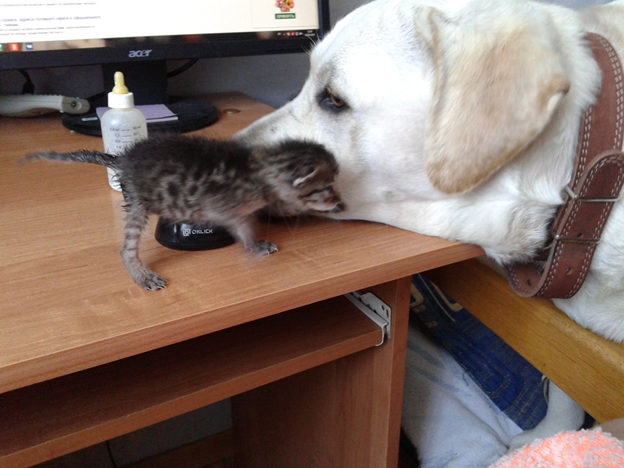 Масяня и Персеюшка 2018 год