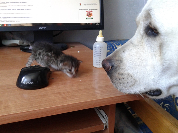 Масяня и Персеюшка 2018 год