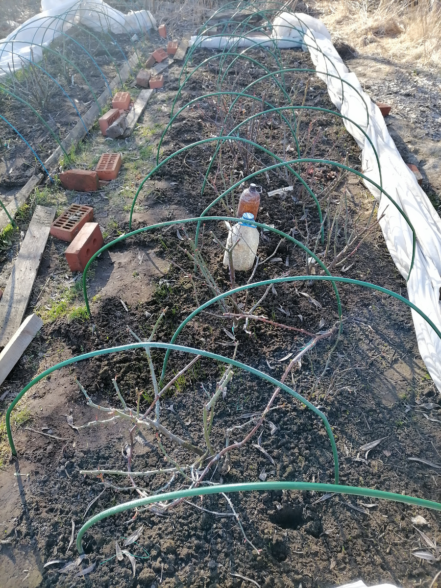 сняла укрывной материал, разобрала каркасы (подпорки), осмотрела розы и сделала санитарную обрезку, 05.04.2025 года
