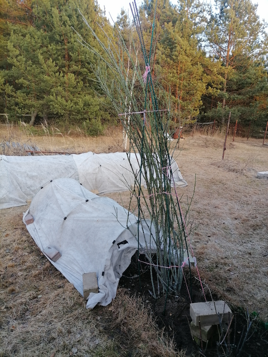 не совсем плетистая, но тоже поднимаю сразу, иначе невозможно будет развязать куст, не повредив молодые побеги. Этот 2,5 метровый монстрик - бурбонская роза Louise Odier/Луиз Одье