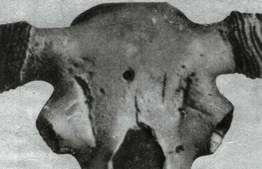 Череп древнего бизона с отверстием. (Фото: sun9-8.userapi.com).