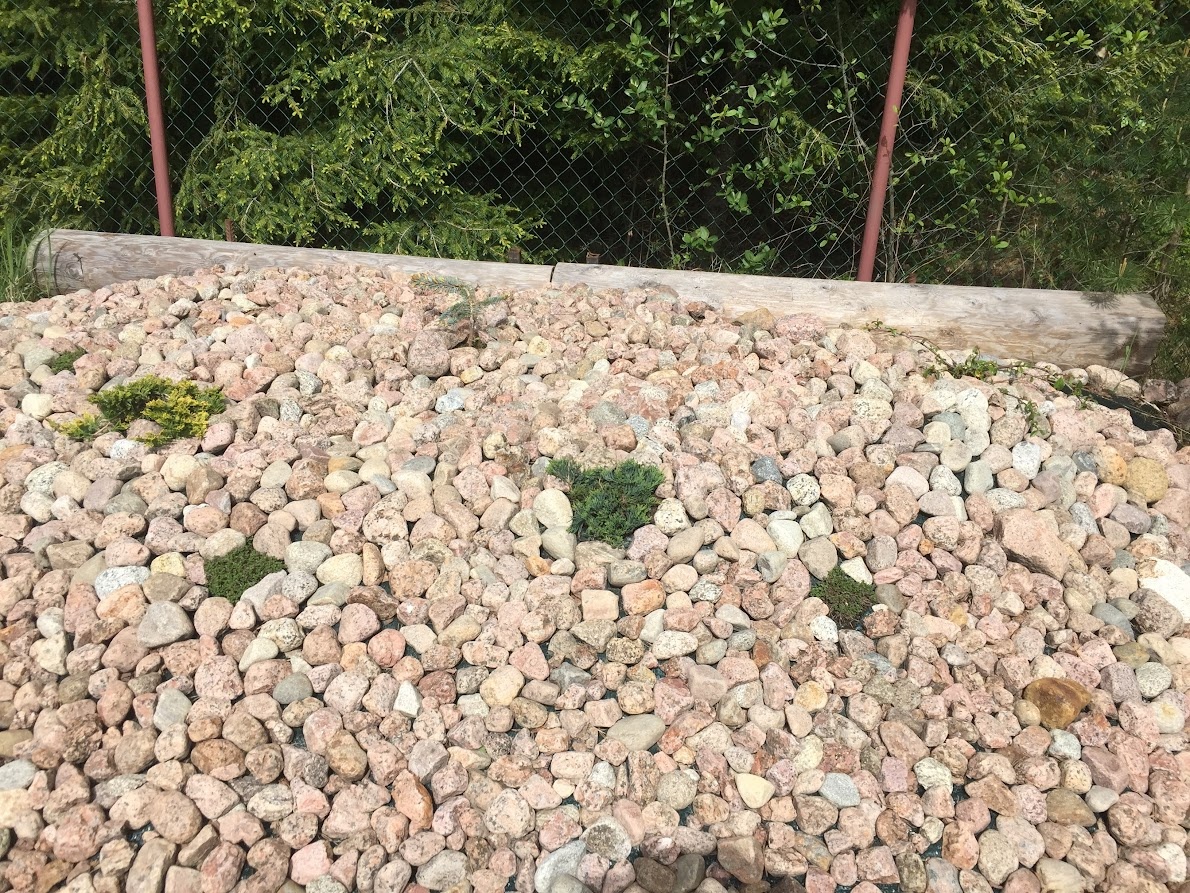 2021 Cotoneaster dammeri в правом верхнем углу.