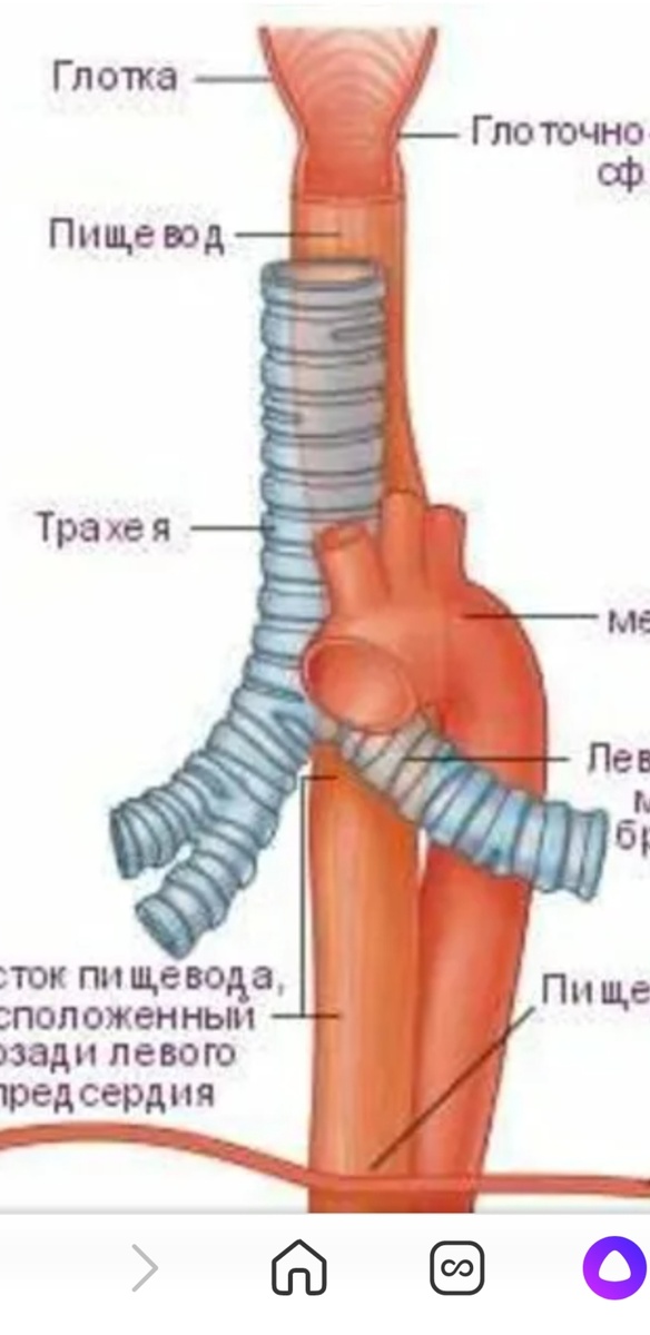 Анатомия пищевода и трахеи.