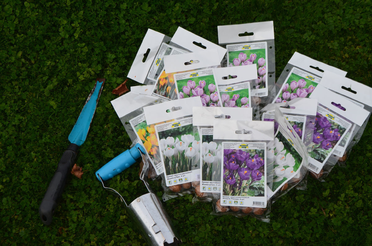 Осенняя высадка крокусов