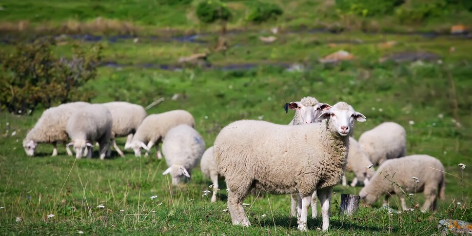 Фото: 123RF/tarasov