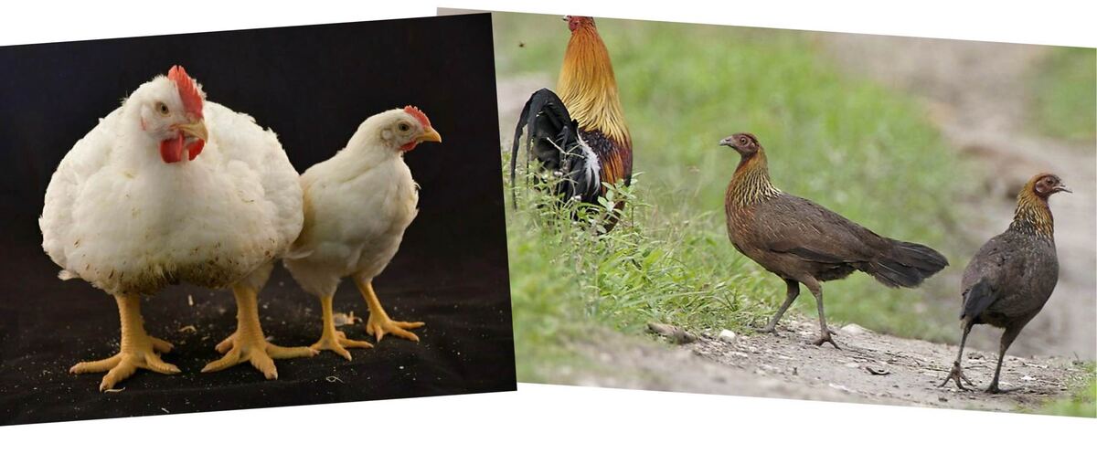 Бройлеры. Банкивские джунглевые курицы. Коллаж автора канала