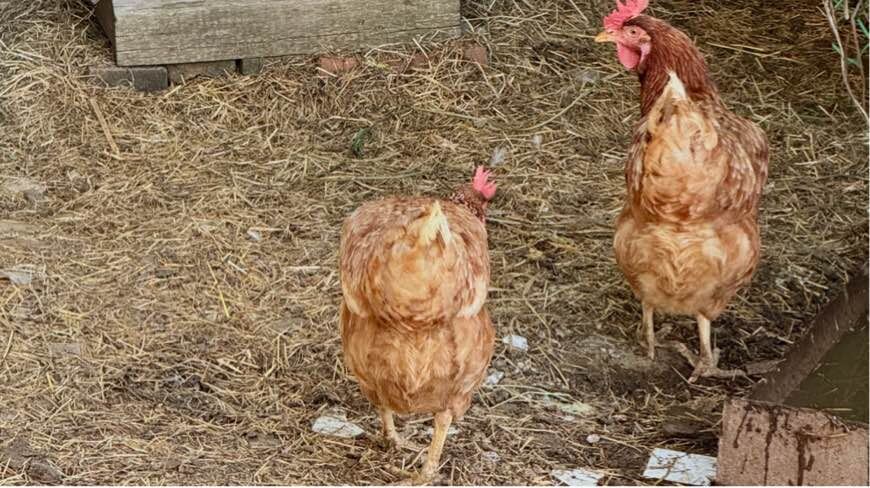Те самые куры-несушки. Фото автора канала