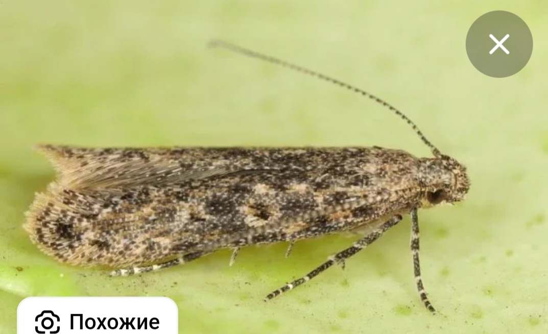 Томатная моль. Фото из интернета.